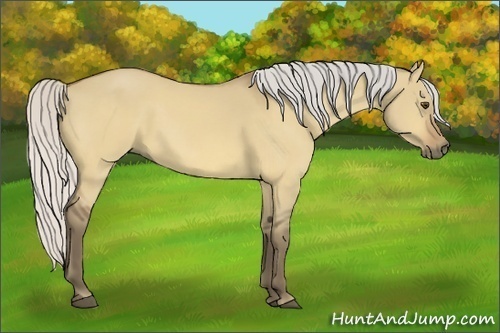Horse Color:Silver Buckskin Dun 