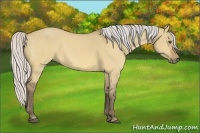 Horse Color:Silver Buckskin Dun