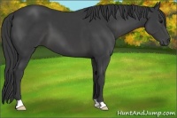 Horse Color:Smoky Black 