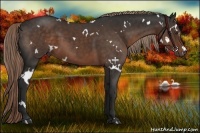 Horse Color:White Spotted Liver Chestnut 