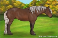 Horse Color:Silver Bay 