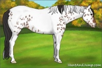 Horse Color:Bay Ice Tobiano Near Leopard 