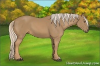 Horse Color:Palomino