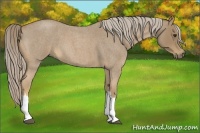 Horse Color:Palomino Roan 