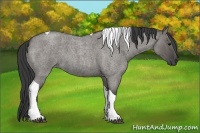 Horse Color:Grullo Roan Tobiano