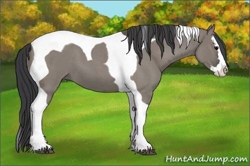 Horse Color:Grullo Roan Splash Tobiano 