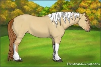 Horse Color:Red Dun Tobiano