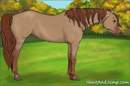 Horse Color:Red Dun