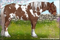 Horse Color:White Spotted Chestnut 