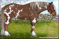 Horse Color:White Spotted Chestnut 