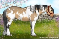 Horse Color:White Spotted Buckskin Dun 