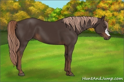 Horse Color:Liver Chestnut 