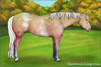 Horse Color:White Spotted Silver Bay Pearl Splash