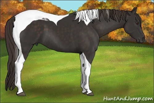 Horse Color:Liver Chestnut Tobiano 
