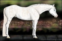 Horse Color:Perlino Sabino  and Perlino Sabino Splash 