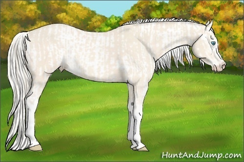 Horse Color:Perlino Sabino  and Silver Perlino Sabino 