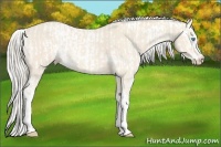 Horse Color:Perlino Sabino and Silver Perlino Sabino