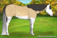 Horse Color:Buckskin Dun Splash 