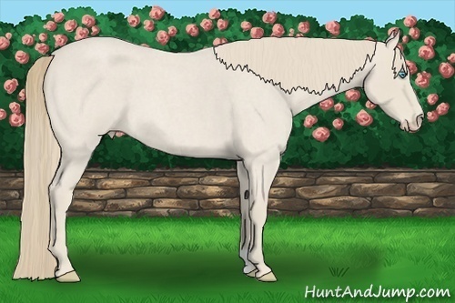 Horse Color:Smoky Creme Roan 
