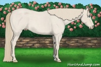 Horse Color:Smoky Creme Roan