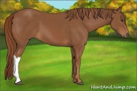 Horse Color:Chestnut 