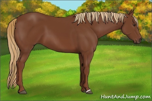 Horse Color:Chestnut 