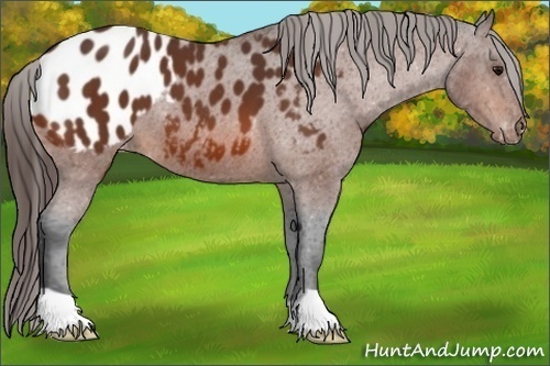 Horse Color:Bay Appaloosa 