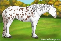 Horse Color:Chestnut Appaloosa 
