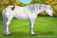 Horse Color:Bay Appaloosa