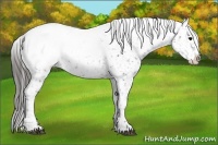 Horse Color:Smoky Black Appaloosa 
