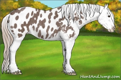 Horse Color:Liver Red Roan Appaloosa 