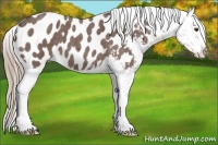 Horse Color:Liver Red Roan Near Leopard
