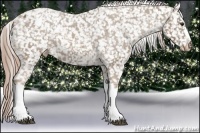 Horse Color:Chocolate Palomino Appaloosa 