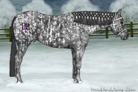 Horse Color:Black Ice Appaloosa Rabicano and Black Ice Rabicano