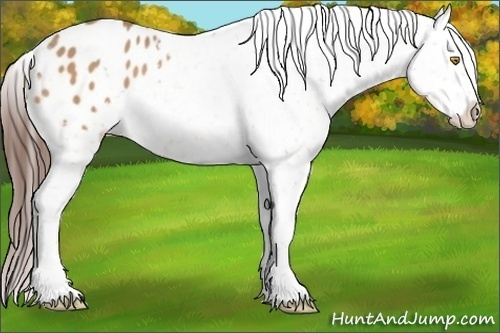 Horse Color:Amber Champagne Appaloosa
