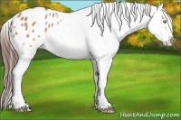 Horse Color:Amber Champagne Appaloosa 