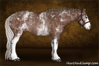 Horse Color:White Spotted Silver Bay Rabicano