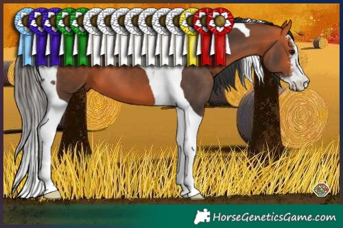 Horse Color:White Spotted Bay Tobiano 