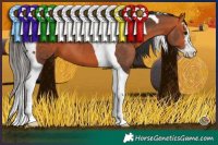 Horse Color:White Spotted Bay Tobiano