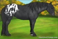 Horse Color:Black Appaloosa