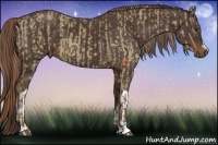 Horse Color:Liver Red Dun  and Liver Chestnut 