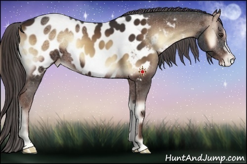 Horse Color:Liver Red Onyx Appaloosa 