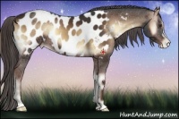 Horse Color:Liver Red Onyx Appaloosa