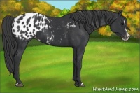 Horse Color:Black Splash Appaloosa 