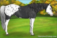 Horse Color:Black Splash Appaloosa 