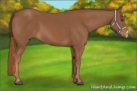 Horse Color:Chestnut 
