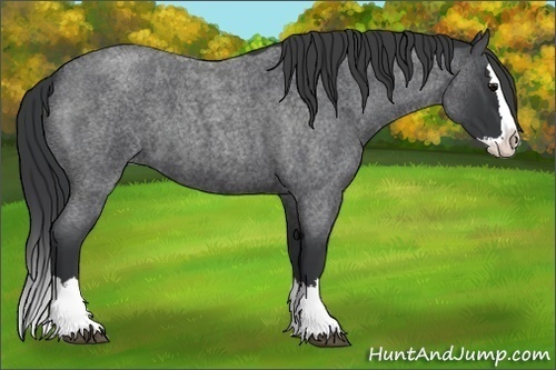 Horse Color:Blue Roan Splash