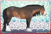 Horse Color:Buckskin Sabino