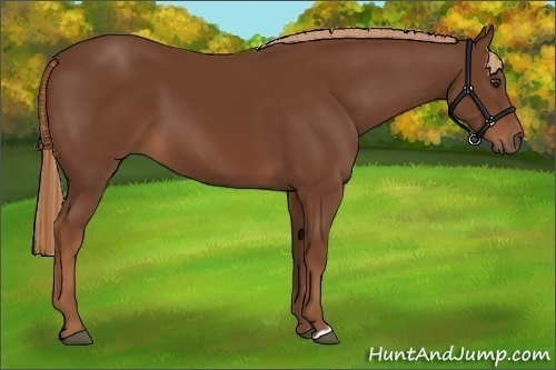 Horse Color:Chestnut 