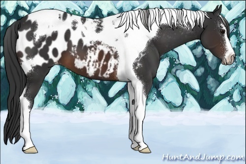 Horse Color:Brown Sabino Tobiano Appaloosa 